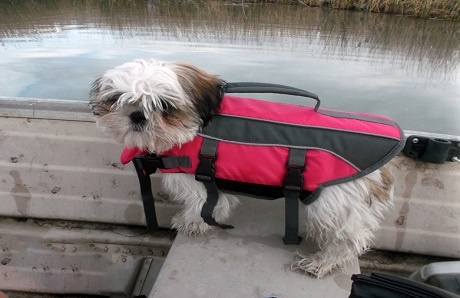 dog-in-life-jacket.jpg