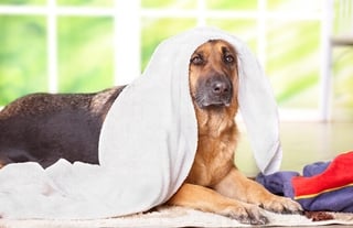 dog-towel-drying.jpg