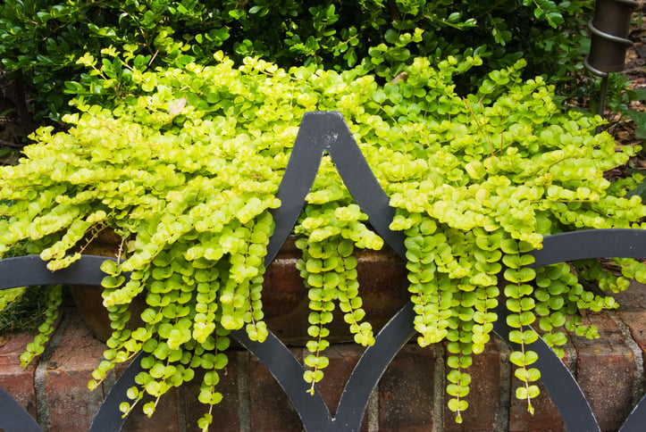 Creeping-Jenny-hanging-plant