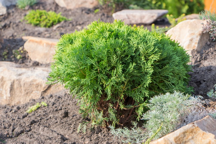 Evergreen-dwarf-conifer-in-dirt