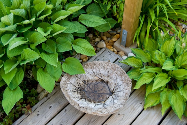 Hostas-leaves-near-deck