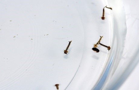mosquito-larvae-in-water.jpg