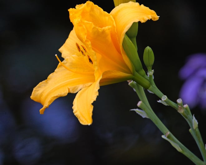 Yellow-daylily-closeup