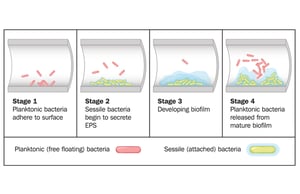 biofilm-formation-stages