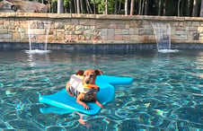 dog-floating-in-pool