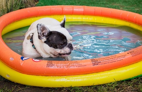 dog-in-inflatable-childrens-pool.jpg