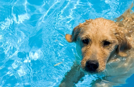 dog-swimming-in-pool.jpg