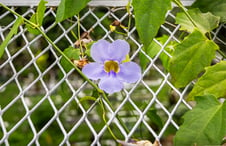 flowers-growing-on-chainlink-fence