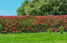 hedges-with-red-flowers