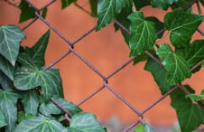 ivy-growing-on-chain-link-fence