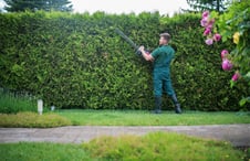 pruning-tall-hedges