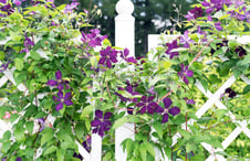 purple-flowers-growing-on-lattice-fence