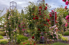 tall-trellis-with-flowers