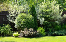 thick-bushes-and-trees-by-lawn