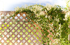 thick-plants-growing-on-wood-lattice-fence