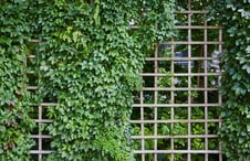 trellis-with-dense-leafy-plants