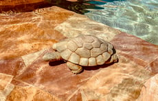 turtle-statue-on-beach-entry-pool