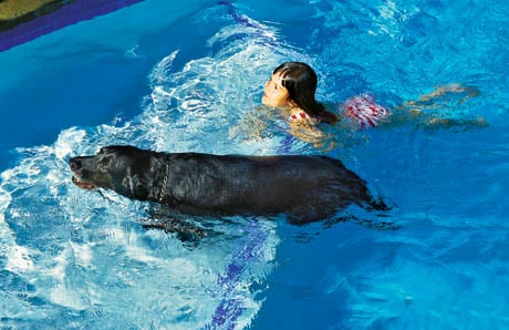 dog_and_girl_swimming_in_pool