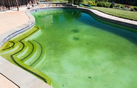 inground-swimming-pool-with-algae.jpg